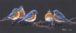 5 Bluebirds