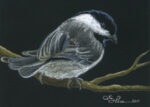 Chickadee