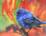 Indigo Bunting