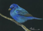 Indigo Bunting II